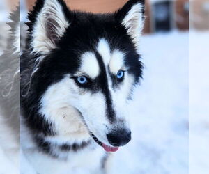 - Mix Dogs for adoption in Fargo, ND, USA