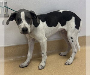 Catahoula Leopard Dog-Unknown Mix Dogs for adoption in Placerville, CA, USA
