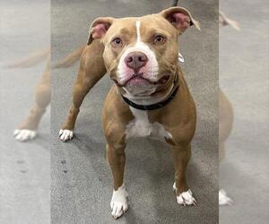 Mutt Dogs for adoption in Forestville, MD, USA