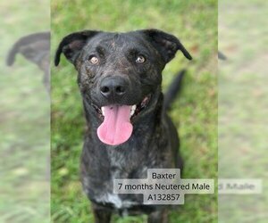 Labrador Retriever-Plott Hound Mix Dogs for adoption in Supply, NC, USA