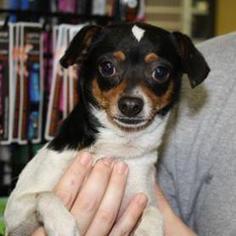Chihuahua Dogs for adoption in Woodside, NY, USA