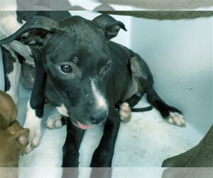 Mutt Dogs for adoption in Augusta, GA, USA