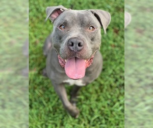 American Bulldog Dogs for adoption in Decatur, GA, USA