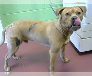 Bullboxer Pit Dogs for adoption in Murfreesboro, TN, USA