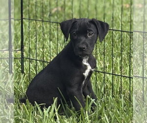 Labrador Retriever-Unknown Mix Dogs for adoption in Sanford, FL, USA