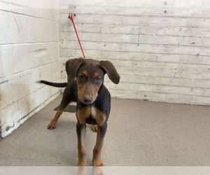 Doberman Pinscher-Unknown Mix Dogs for adoption in San Bernardino, CA, USA