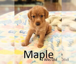 Golden Retriever-Unknown Mix Dogs for adoption in Mountain View, AR, USA