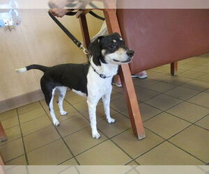 Mutt Dogs for adoption in Ocala, FL, USA