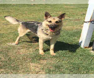 Medium Photo #1 German Shepherd Dog Puppy For Sale in Plano, TX, USA