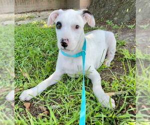 Bulldog-Unknown Mix Dogs for adoption in Tarrytown, GA, USA