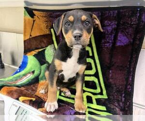 Rottweiler-Unknown Mix Dogs for adoption in HESPERIA, CA, USA