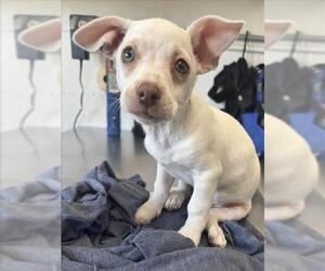 Chihuahua-Unknown Mix Dogs for adoption in San Bernardino, CA, USA