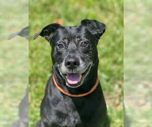 Labrador Retriever-Unknown Mix Dogs for adoption in Louisville, KY, USA