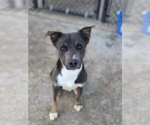 Labrador Retriever-Unknown Mix Dogs for adoption in Temple, TX, USA