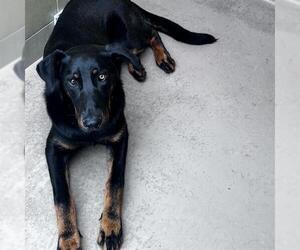 Doberman Pinscher-Unknown Mix Dogs for adoption in Riverside, CA, USA
