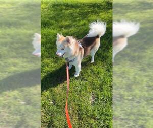 Siberian Husky-Unknown Mix Dogs for adoption in San Antonio, TX, USA