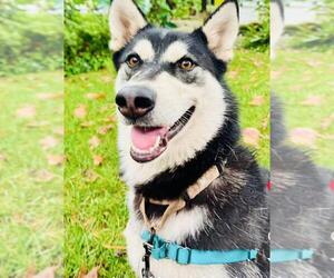 Medium Photo #1 Siberian Husky Puppy For Sale in Santa Barbara, CA, USA