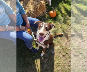 Mutt Dogs for adoption in Woodbury, NY, USA