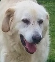 Golden Pyrenees Dogs for adoption in Silver Spring, MD, USA