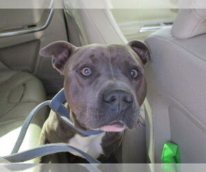 Staffordshire Bull Terrier Dogs for adoption in Ocala, FL, USA