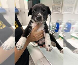 Blue Lacy-Border Collie Mix Dogs for adoption in Rosenberg, TX, USA