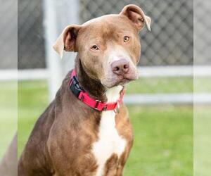 American Pit Bull Terrier Dogs for adoption in Camarillo, CA, USA