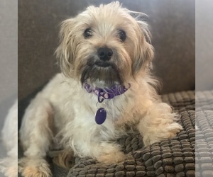 Maltese-Unknown Mix Dogs for adoption in Fresno, CA, USA