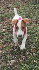 Jack Russell Terrier Dogs for adoption in Landenberg, PA, USA