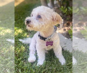 Poodle (Miniature)-Unknown Mix Dogs for adoption in Corona, CA, USA