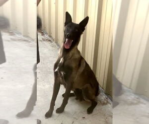 Mutt Dogs for adoption in Imlay City, MI, USA