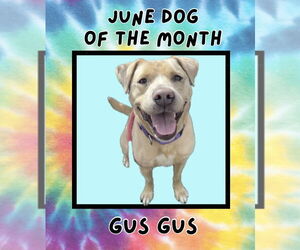 Labrador Retriever-Unknown Mix Dogs for adoption in Rockaway, NJ, USA