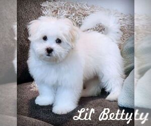 Maltipoo Dogs for adoption in Tustin, CA, USA