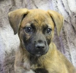 Medium Photo #1 Boxador Puppy For Sale in Yardley, PA, USA