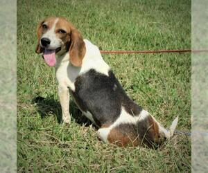 Beagle Dogs for adoption in Centerton, AR, USA