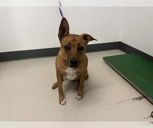 Mutt Dogs for adoption in Corona, CA, USA