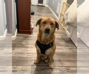 Labrador Retriever-Shiba Inu Mix Dogs for adoption in New Smyrna Beach, FL, USA