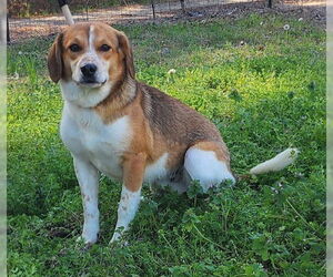 Beagle-Unknown Mix Dogs for adoption in Wetumpka, AL, USA