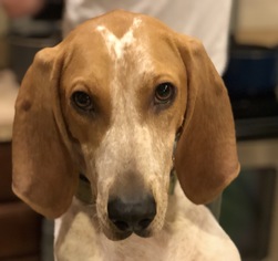 English Coonhound Dogs for adoption in Dahlgren, VA, USA