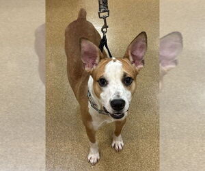 Basenji-Unknown Mix Dogs for adoption in Hot Springs Village, AR, USA