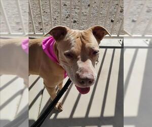 American Pit Bull Terrier-Unknown Mix Dogs for adoption in Las Vegas, NV, USA