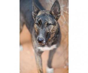 Bull Terrier Dogs for adoption in Kanab, UT, USA