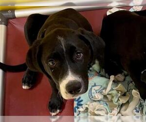 Shepradors Dogs for adoption in Ames, IA, USA