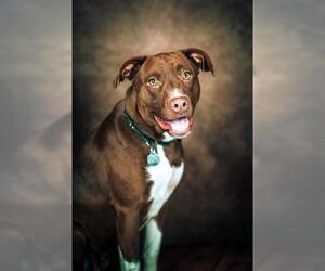 American Pit Bull Terrier-Labrador Retriever Mix Dogs for adoption in Saint Louis, MO, USA