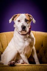 American Pit Bull Terrier Dogs for adoption in North Myrtle Beach, SC, USA