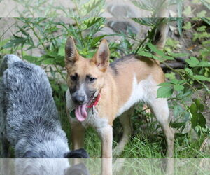 Mutt Dogs for adoption in Paso Robles, CA, USA