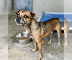 Chihuahua Dogs for adoption in San Bernardino, CA, USA