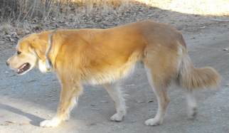 Golden Retriever Dogs for adoption in Tehachapi, CA, USA
