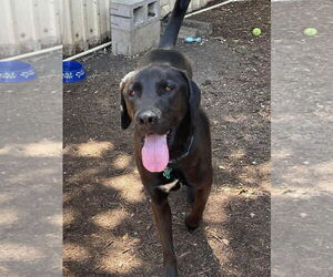 Chocolate Labrador retriever-Labrador Retriever Mix Dogs for adoption in Houston, TX, USA