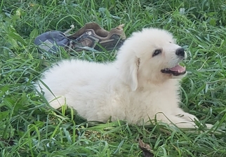 Medium Photo #1 Great Pyrenees Puppy For Sale in Cabool, MO, USA