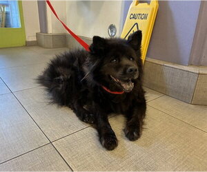 Chow Chow Dogs for adoption in Rancho Cucamonga, CA, USA